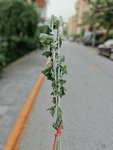 2.5买了把艾叶