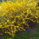 云赏花