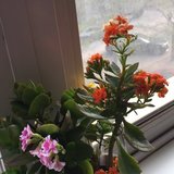 春暖花开啦