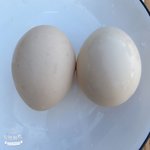 21天减脂餐打卡，Day12蛋断日➖3.2斤