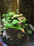 绿植