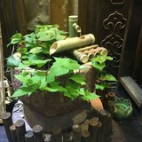 绿植