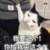 小猫沫沫