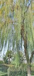 2025-4-4 清明-思念