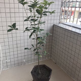 春天里的陪伴