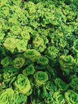 菜菜多的吃不完