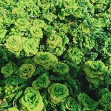 菜菜多的吃不完