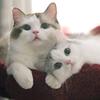 猫在这里