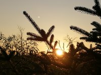 夕阳