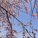年年岁岁花相似
