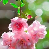 #早安，晨型人#8月22日打卡专贴