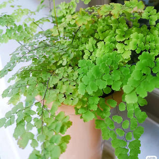 可以看看你家的綠植嗎？