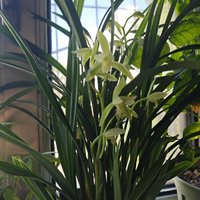 小確幸：蘭花開了