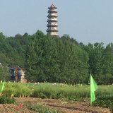 春天标志油菜花