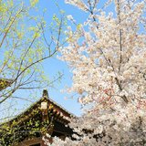 春暖花开