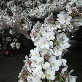 你好，五月