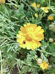 赏花啦
