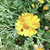 赏花啦