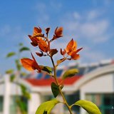 秋来了，花开了