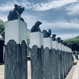 探访童夏村：生物学家童第周的家乡