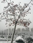 话题#晒入冬的第一场雪