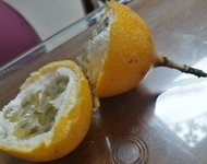 尝鲜热情果