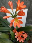 花儿开了