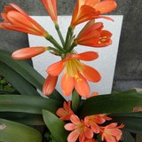 花儿开了