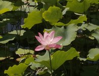 美好的夏至