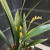 两株兰花