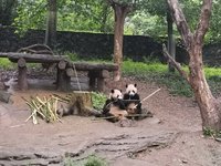 2024年暑假三国之旅D7：中华熊猫苑+都江堰
