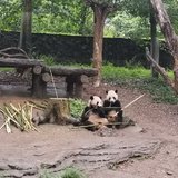 2024年暑假三国之旅D7：中华熊猫苑+都江堰