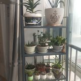 佛系养花
