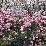赏花季～