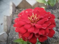 遇见小花