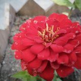 遇见小花