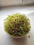 生了点豆芽