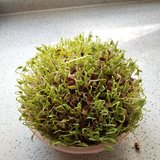 生了点豆芽