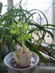 芹菜