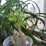 芹菜