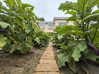 大院里的蔬果
