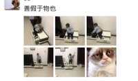 鸡飞狗跳