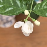 茉莉花开了，已经收到一个面试，好兆头