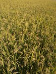 金秋的稻谷，收获的季节
