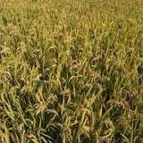 金秋的稻谷，收获的季节