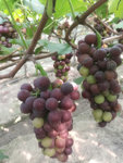 #你的周末怎么过？郊区摘葡萄满满的收获