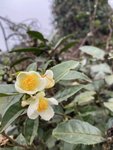 11月再见
茶花开在寒冬🀄️