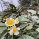 11月再见
茶花开在寒冬🀄️