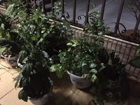 茉莉花开