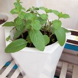 无需费脑的薄荷